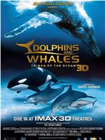 海豚和鲸鱼 3D在线观看