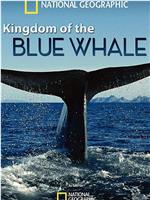 蓝鲸王国在线观看