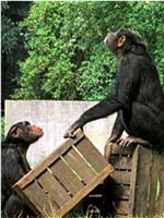 BBC 自然世界 猩猩摄影计划
