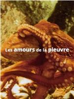 章鱼的爱情生活在线观看