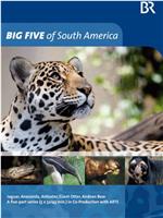 南美五猛兽在线观看