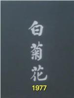 獅子山下：白菊花
