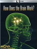 PBS新星今日科学系列 大脑的奥秘在线观看