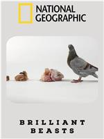 国家地理：动物天才之鸽子