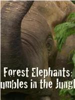 BBC自然世界：森林大象在线观看