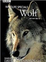 BBC Wildlife Specials—Wolf