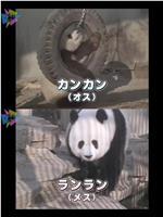 熊猫日本首次公开 不为人知的大作战