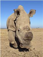 苏丹：最后的犀牛在线观看