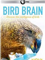 揭秘鸟类大脑在线观看