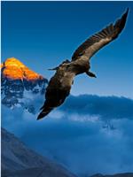 喜马拉雅高山兀鹫
