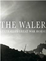 沃勒：澳大利亚的一战战马在线观看