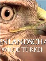 Wild Turkey在线观看