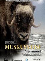 Muskusveise tagasitulek在线观看