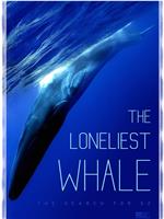 最孤独的鲸：寻找52在线观看