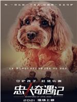 忠犬奇遇记在线观看