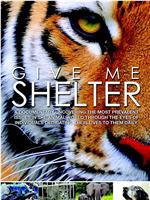 Give Me Shelter