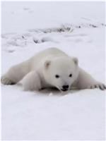 北极熊宝宝在线观看