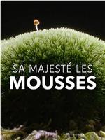 苔藓的奇妙世界在线观看