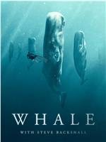 Whale with Steve Backshall Season 1