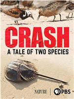 Crash: A Tale of Two Species