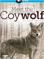 Nature: Meet the Coy-wolf