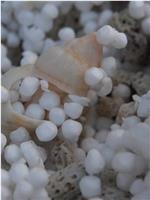 珍珠海